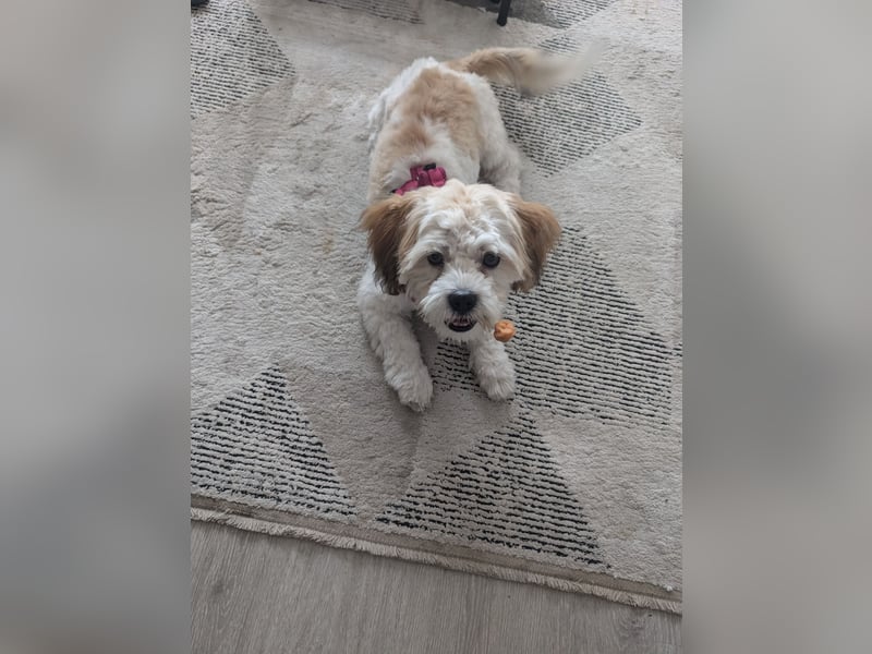 Havaneser Shih Tzu Welpe