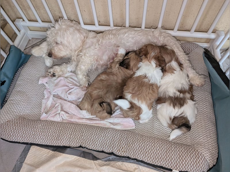 Havaneser Shih Tzu Welpe
