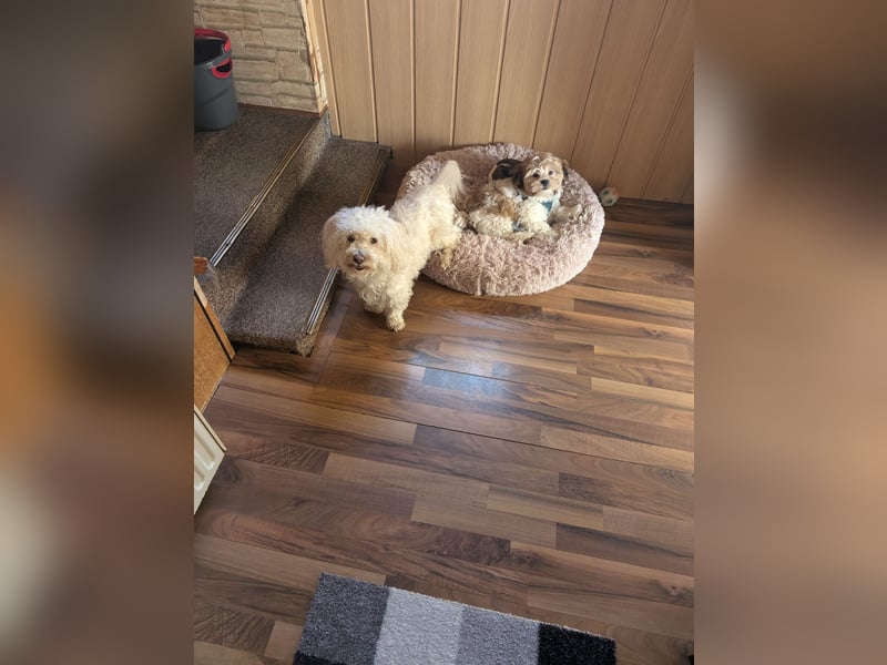 Havaneser Shih Tzu Welpe