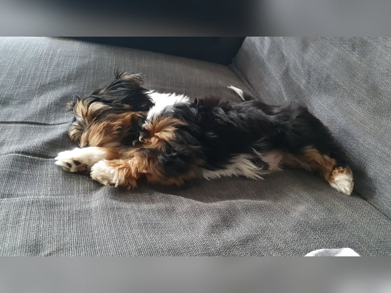 Zuchtrüde "Joschi" Tricolor Havaneser mit Charme & Ausstrahlung