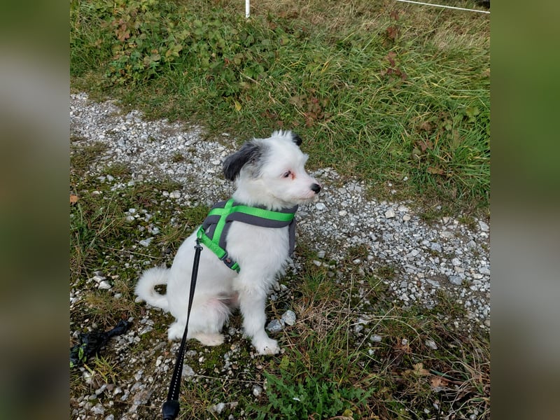 Havaneserpomchi