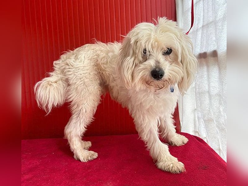 ❤️ zarte Hundeseele FIDO - 9 Jahre, 38cm/6kg - Havaneser-Mix