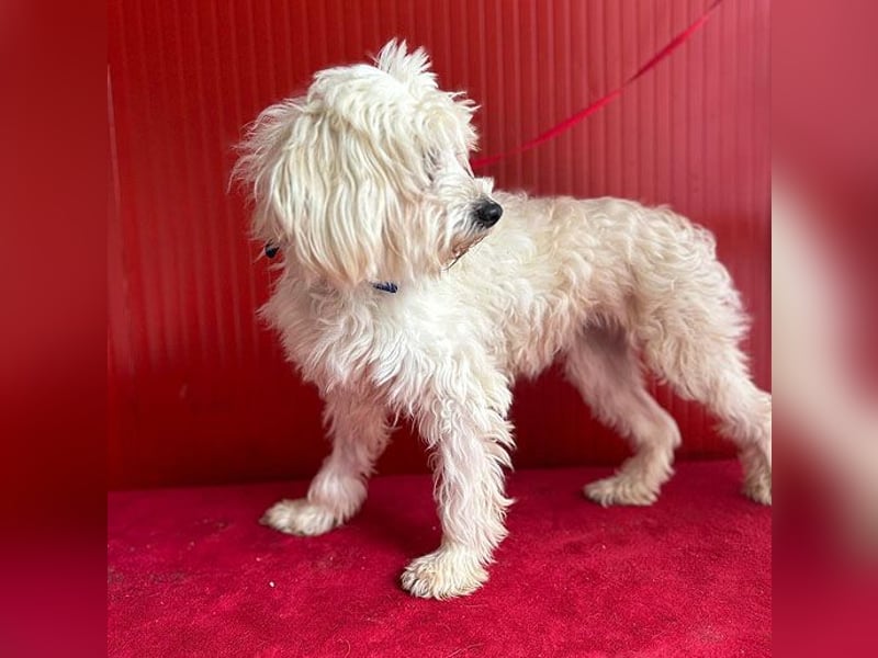 ❤️ zarte Hundeseele FIDO - 9 Jahre, 38cm/6kg - Havaneser-Mix