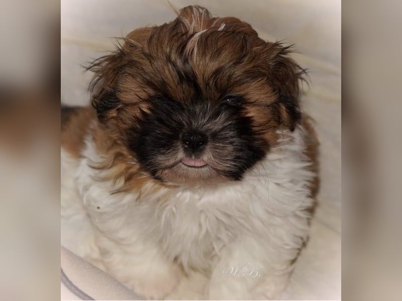 Havaneser Shih Tzu Mix Welpen dürfen ausziehen