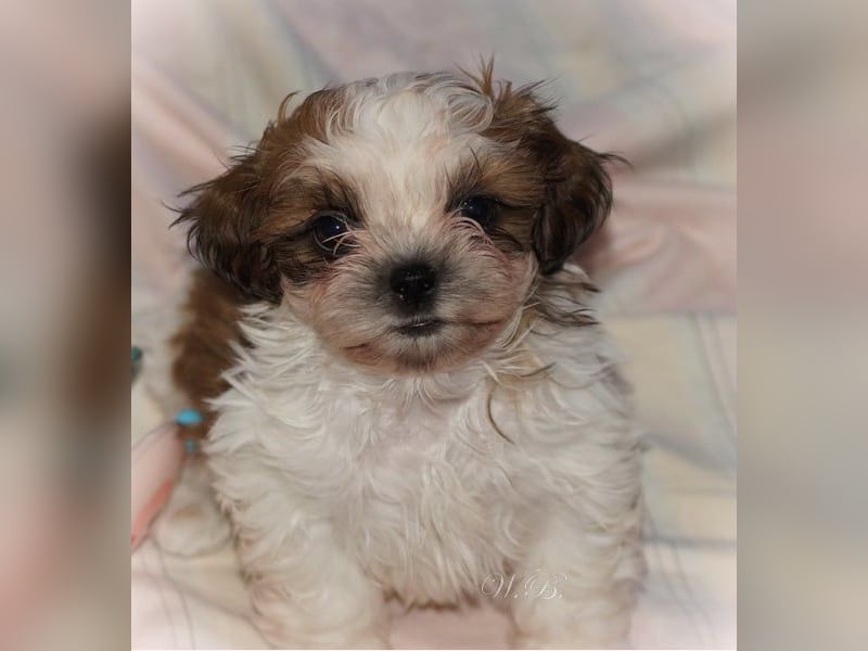 Havaneser Shih Tzu Mix Welpen dürfen ausziehen