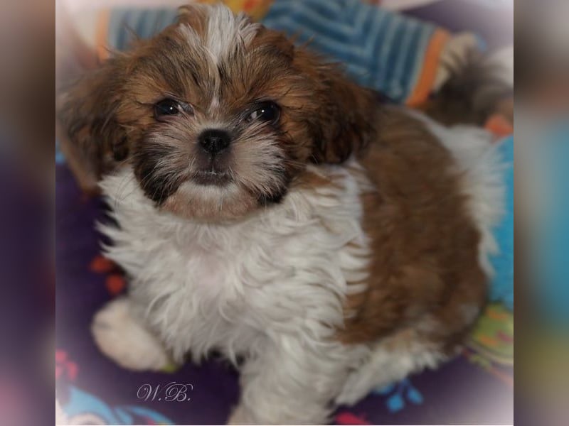 Havaneser Shih Tzu Mix Welpen dürfen ausziehen