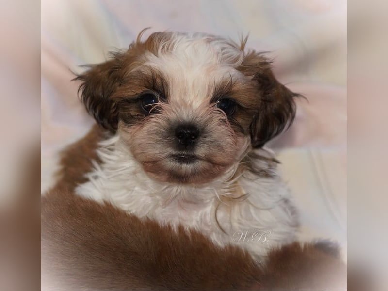 Havaneser Shih Tzu Mix Welpen dürfen ausziehen