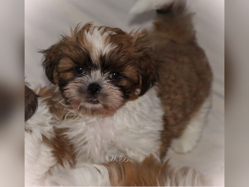 Havaneser Shih Tzu Mix Welpen dürfen ausziehen