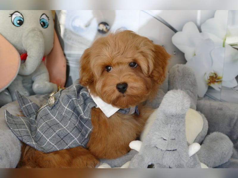 Wunderschöne Havapoo Welpen ähnlich Maltipoo (Toypudel/Zwergpudel + Havaneser)
