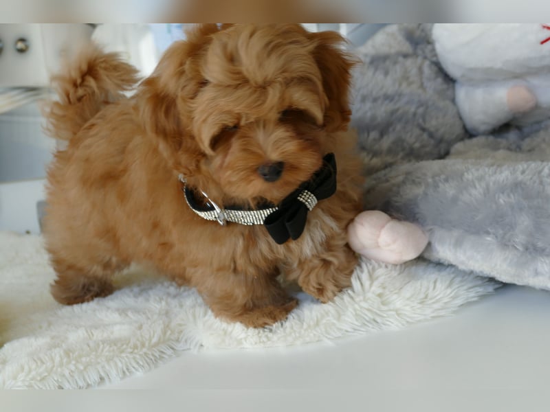 Wunderschöne Havapoo Welpen ähnlich Maltipoo (Toypudel/Zwergpudel + Havaneser)