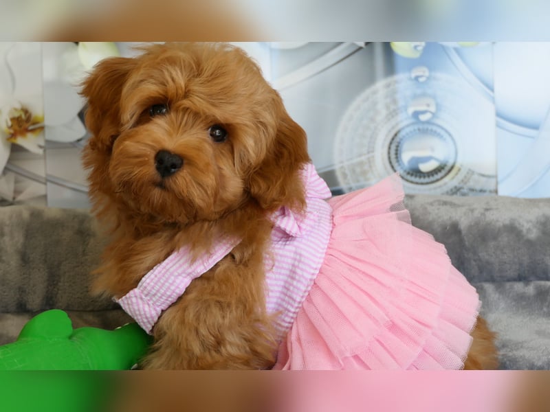 Wunderschöne Havapoo Welpen ähnlich Maltipoo (Toypudel/Zwergpudel + Havaneser)