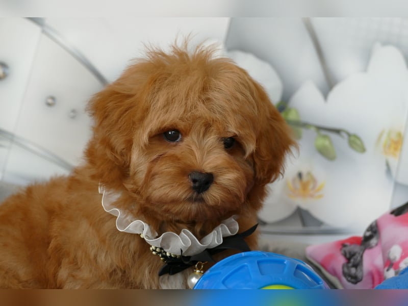 Wunderschöne Havapoo Welpen ähnlich Maltipoo (Toypudel/Zwergpudel + Havaneser)