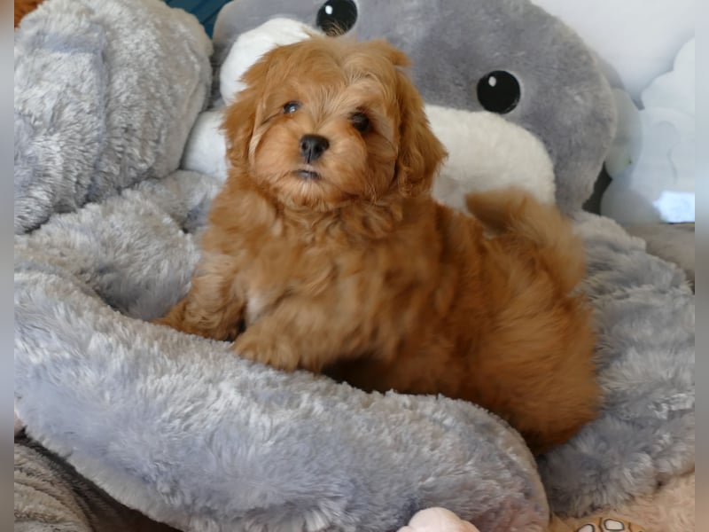 Wunderschöne Havapoo Welpen ähnlich Maltipoo (Toypudel/Zwergpudel + Havaneser)