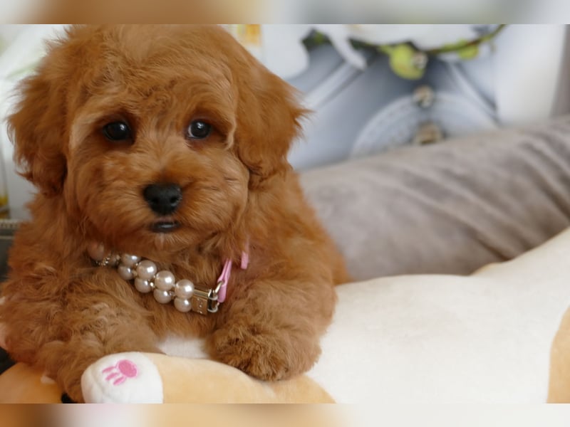 Wunderschöne Havapoo Welpen ähnlich Maltipoo (Toypudel/Zwergpudel + Havaneser)