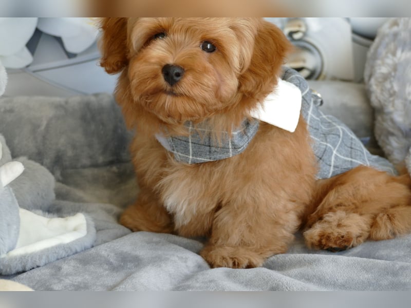 Wunderschöne Havapoo Welpen ähnlich Maltipoo (Toypudel/Zwergpudel + Havaneser)