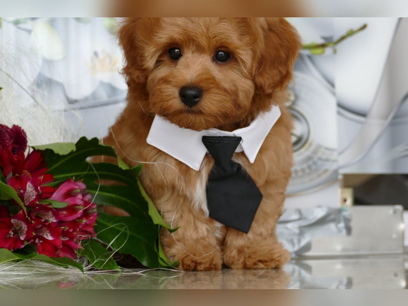 Wunderschöne Havapoo Welpen ähnlich Maltipoo (Toypudel/Zwergpudel + Havaneser)