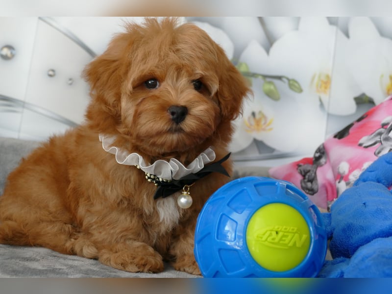 Wunderschöne Havapoo Welpen ähnlich Maltipoo (Toypudel/Zwergpudel + Havaneser)