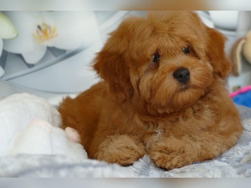 Wunderschöne Havapoo Welpen ähnlich Maltipoo (Toypudel/Zwergpudel + Havaneser)