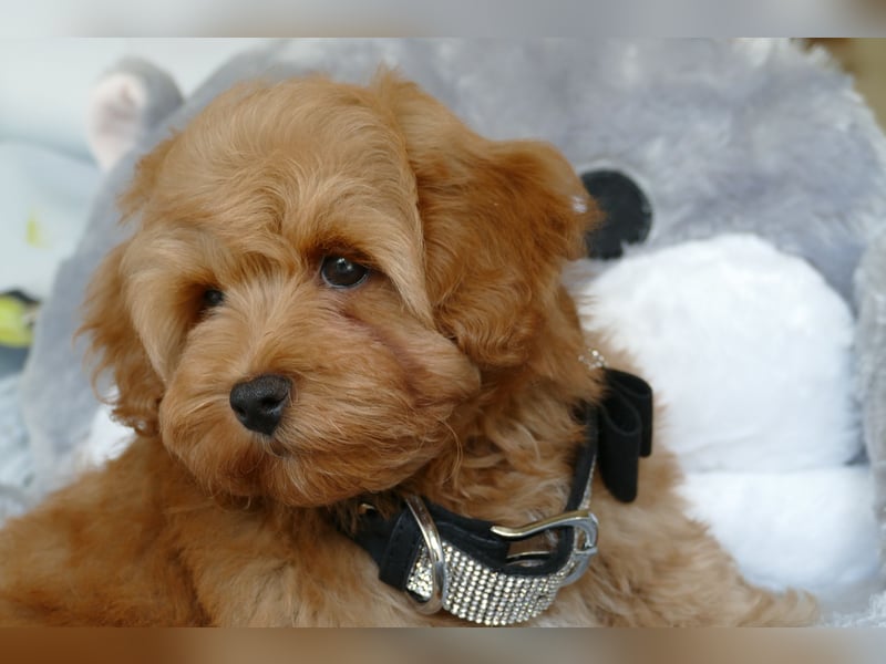 Wunderschöne Havapoo Welpen ähnlich Maltipoo (Toypudel/Zwergpudel + Havaneser)