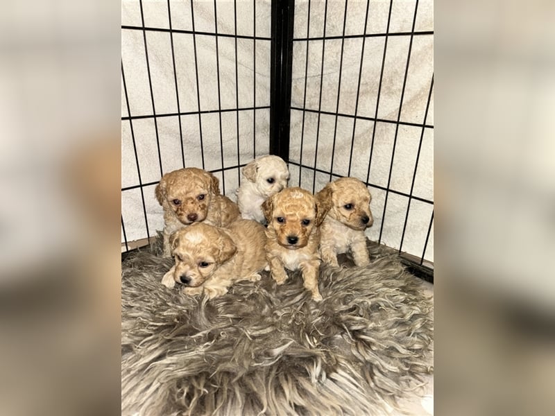 Havapoo Welpen, ähnlich Maltipoo Bollipoo Hündin & Rüde