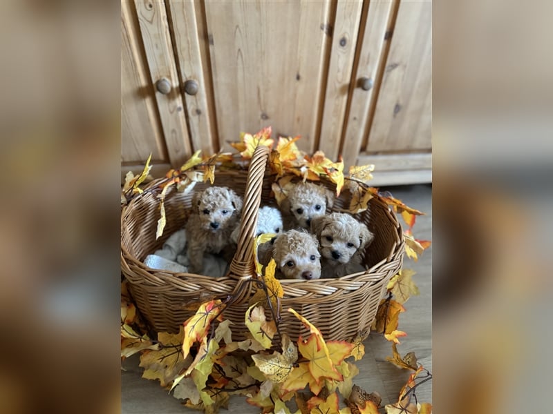 Havapoo Welpen, ähnlich Maltipoo Bollipoo Hündin & Rüde