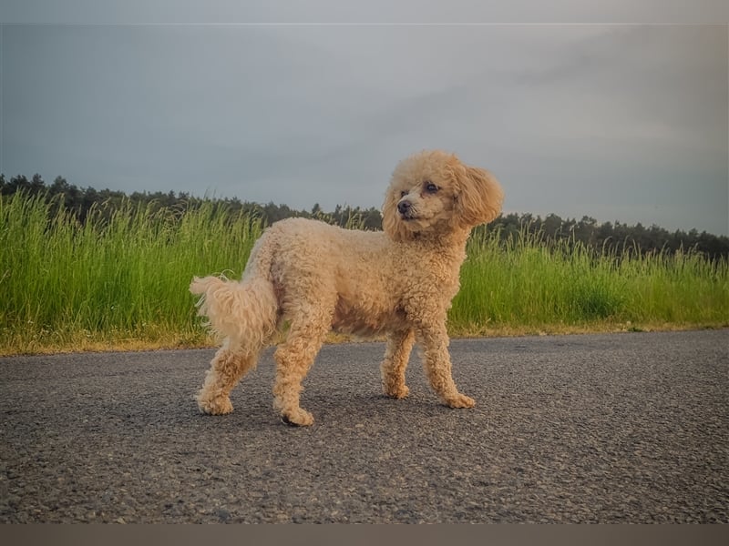 Havapoo Welpen, ähnlich Maltipoo Bollipoo Hündin & Rüde