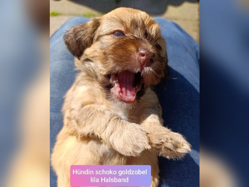 Bildschöne schoko Havapoos in verschiedenen Farben