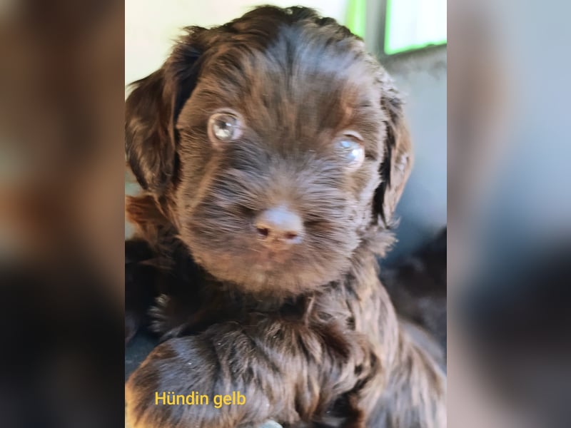DARK chocolate Havapoos