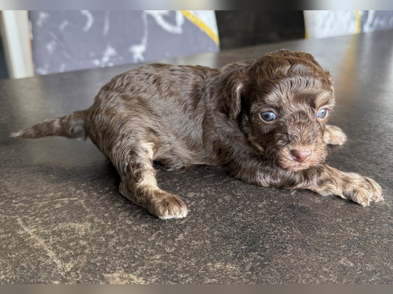 Bezaubernde Welpen aus Bolonka zwetna - Toypudel