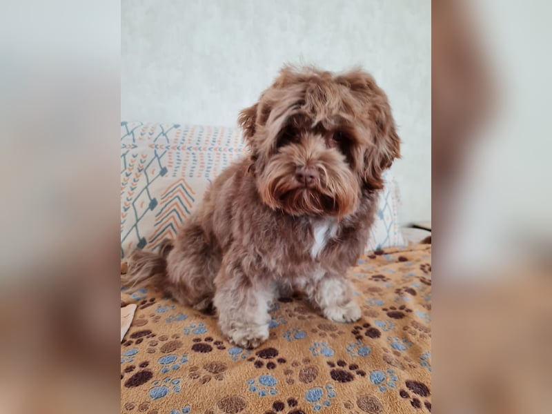 Bezaubernde Welpen aus Bolonka zwetna - Toypudel