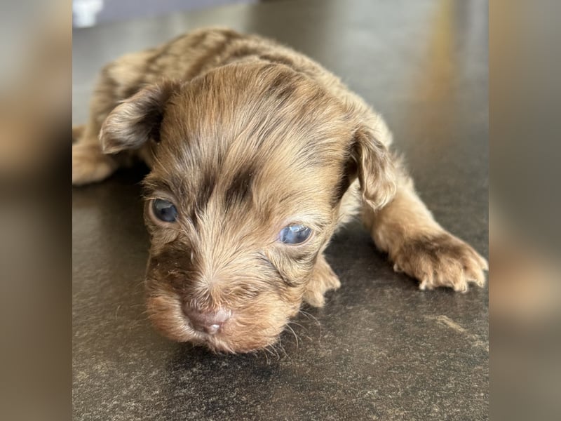 Bezaubernde Welpen aus Bolonka zwetna - Toypudel