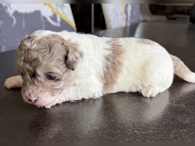 Bezaubernde Welpen aus Bolonka zwetna - Toypudel