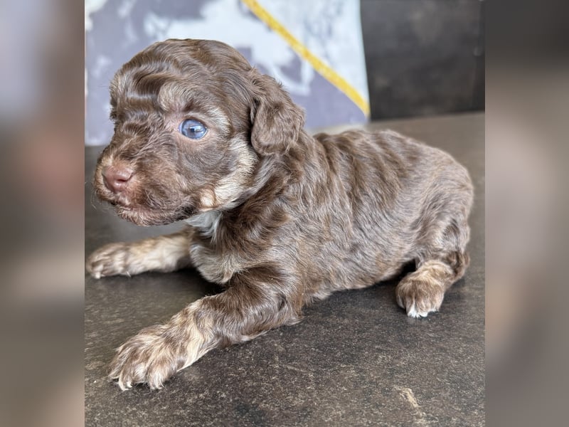 Bezaubernde Welpen aus Bolonka zwetna - Toypudel