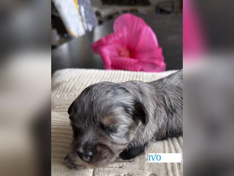 Bezaubernde Welpen aus Bolonka zwetna - Toypudel