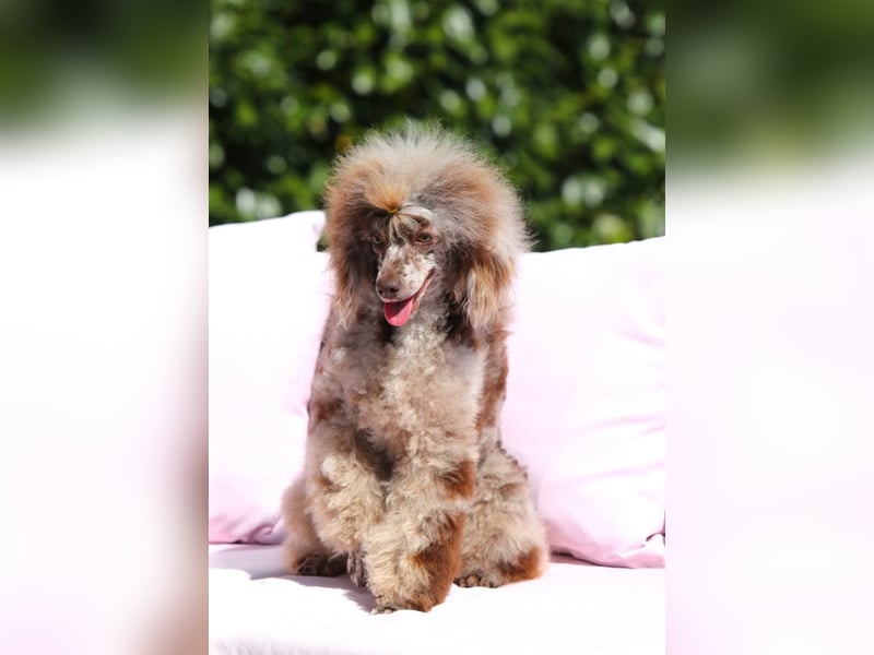 Bezaubernde Welpen aus Bolonka zwetna - Toypudel