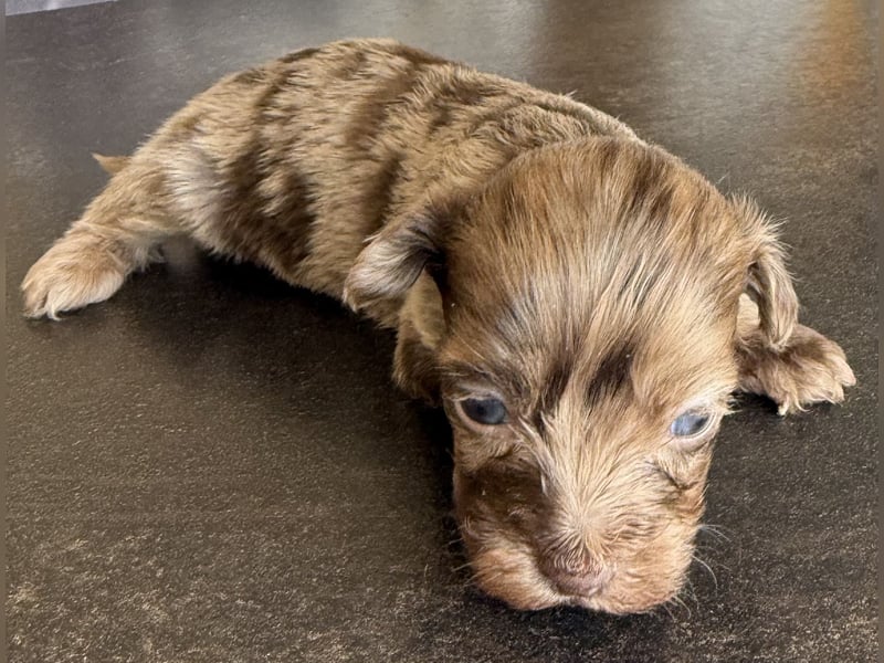 Bezaubernde Welpen aus Bolonka zwetna - Toypudel