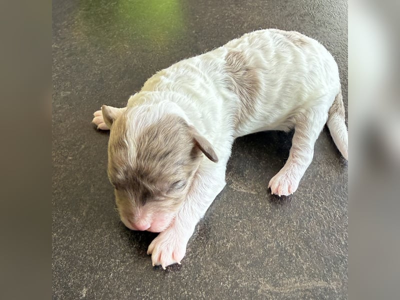 Bezaubernde Welpen aus Bolonka zwetna - Toypudel