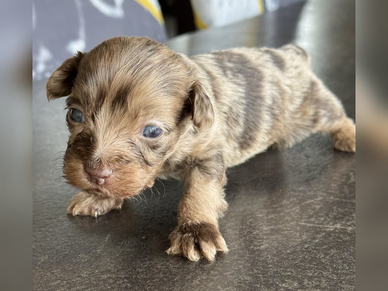 Bezaubernde Welpen aus Bolonka zwetna - Toypudel