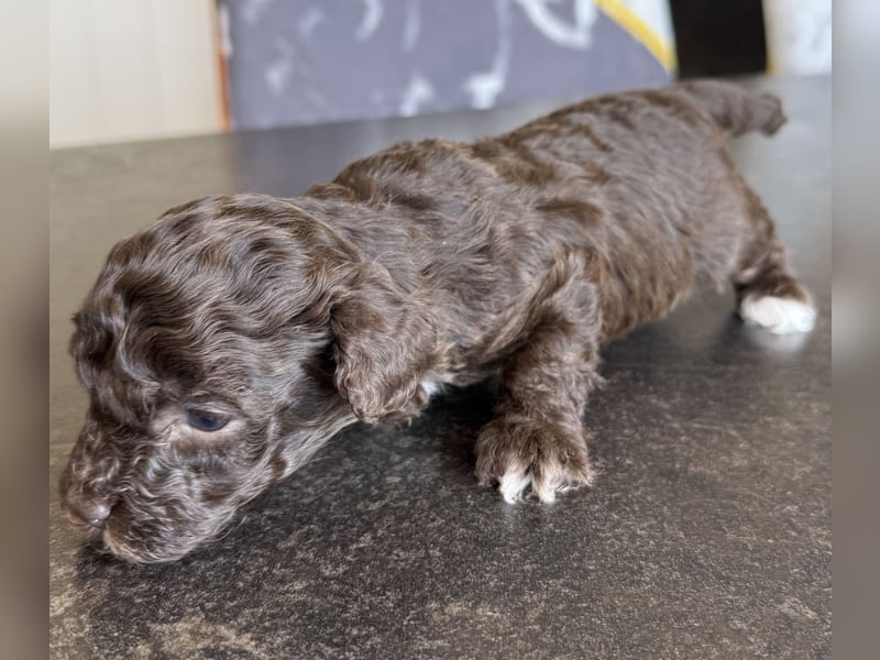 Bezaubernde Welpen aus Bolonka zwetna - Toypudel