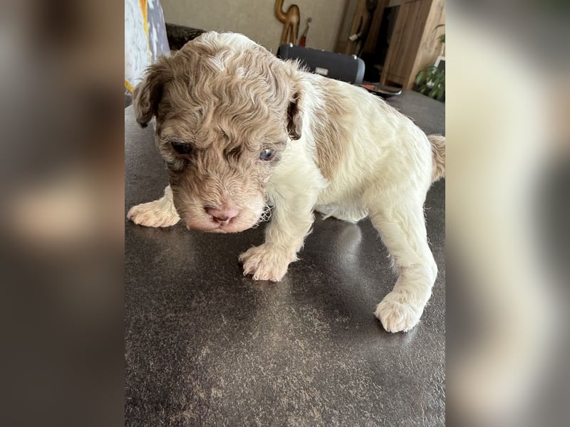 Bezaubernde Welpen aus Bolonka zwetna - Toypudel