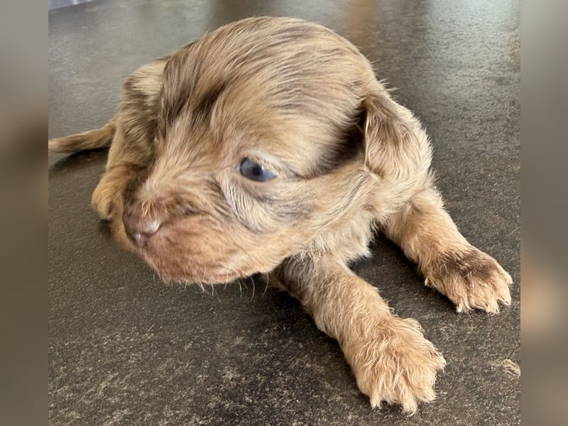 Bezaubernde Welpen aus Bolonka zwetna - Toypudel