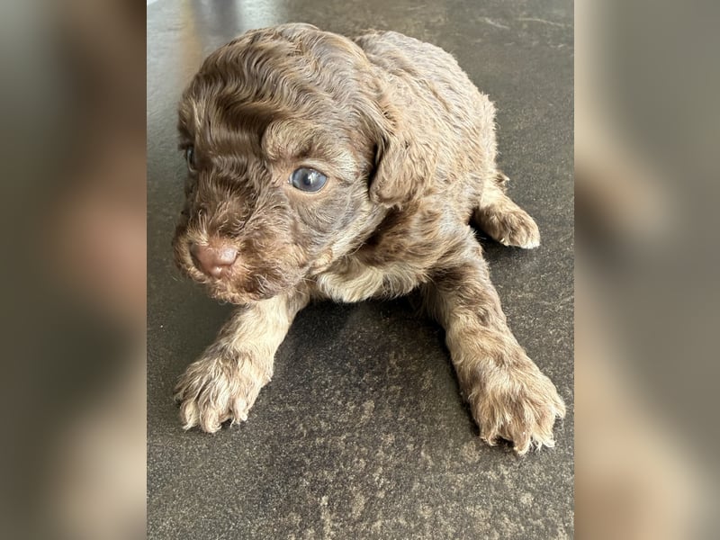 Bezaubernde Welpen aus Bolonka zwetna - Toypudel