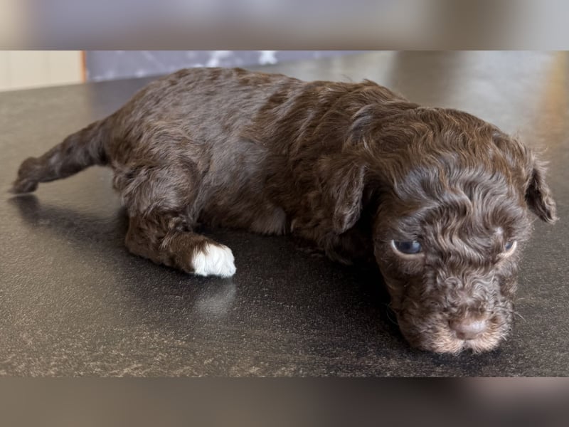 Bezaubernde Welpen aus Bolonka zwetna - Toypudel