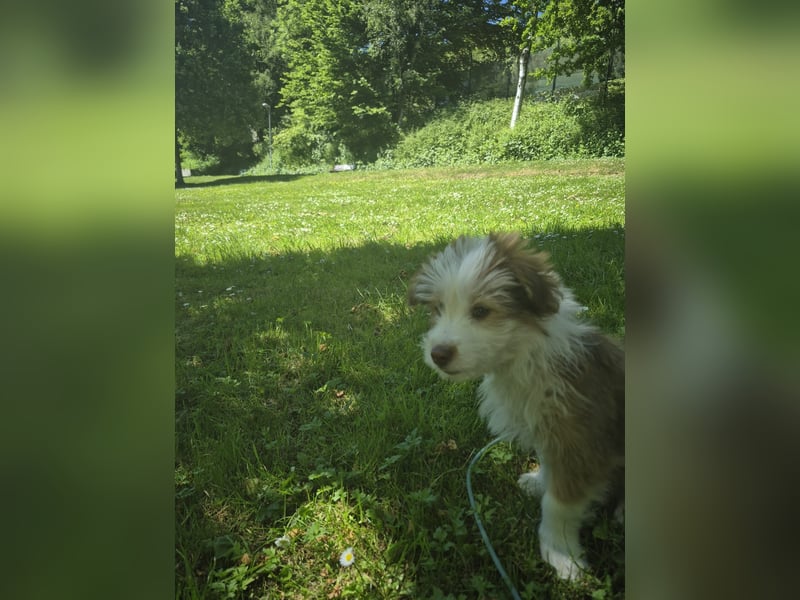 Kleiner Herzensbrecher Merlin sucht ein liebevolles Zuhause