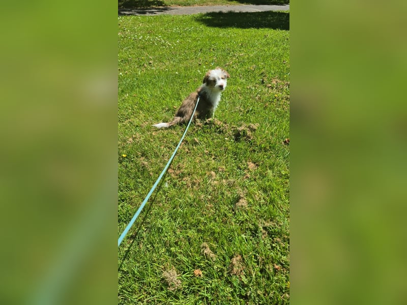 Kleiner Herzensbrecher Merlin sucht ein liebevolles Zuhause