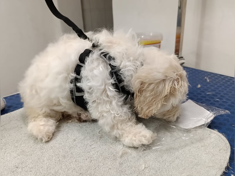 Havapoo Rüden, ähnlich Maltipoo, zur sofortigen Abgabe