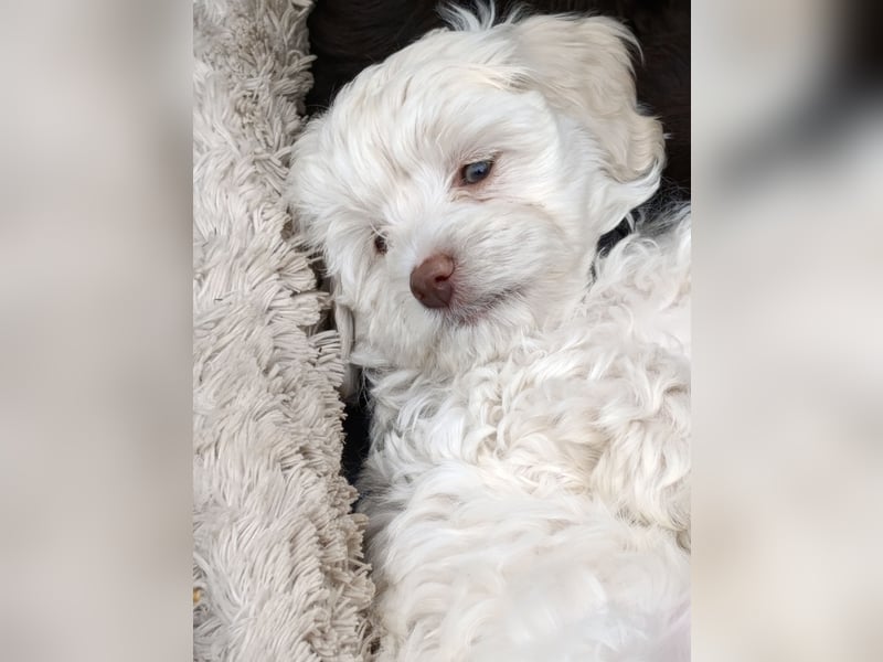 Havapoo Rüden, ähnlich Maltipoo, zur sofortigen Abgabe