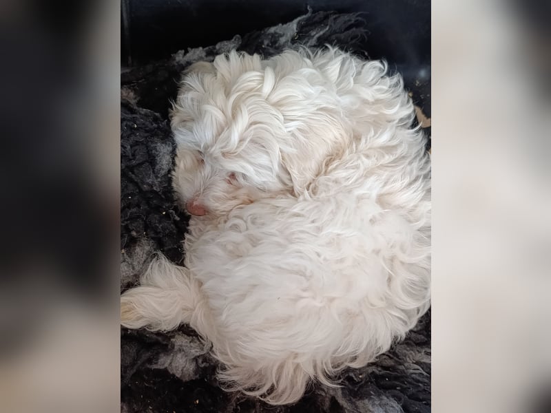 Havapoo Rüden, ähnlich Maltipoo, zur sofortigen Abgabe