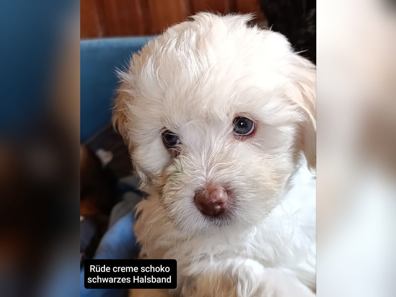 Havapoo Rüden, ähnlich Maltipoo, zur sofortigen Abgabe