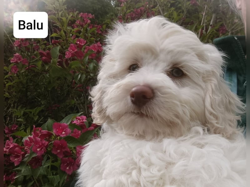 Havapoo Rüden, ähnlich Maltipoo, zur sofortigen Abgabe